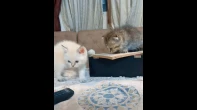 قطط أنثى سكوتش فولد جولدن و أنثى سكوتش ستريت
